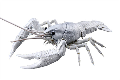 Fujimi Biology Research 24EX-2 Procambarus Clarkii / Louisiana Crawfish (White) Biology Edition