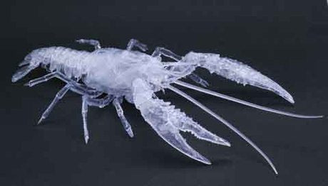 Fujimi Biology Edition Crayfish (Clear)