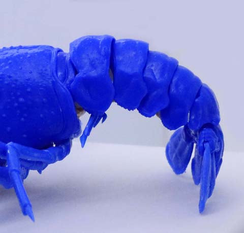 Fujimi Biology Edition Crayfish (Blue)