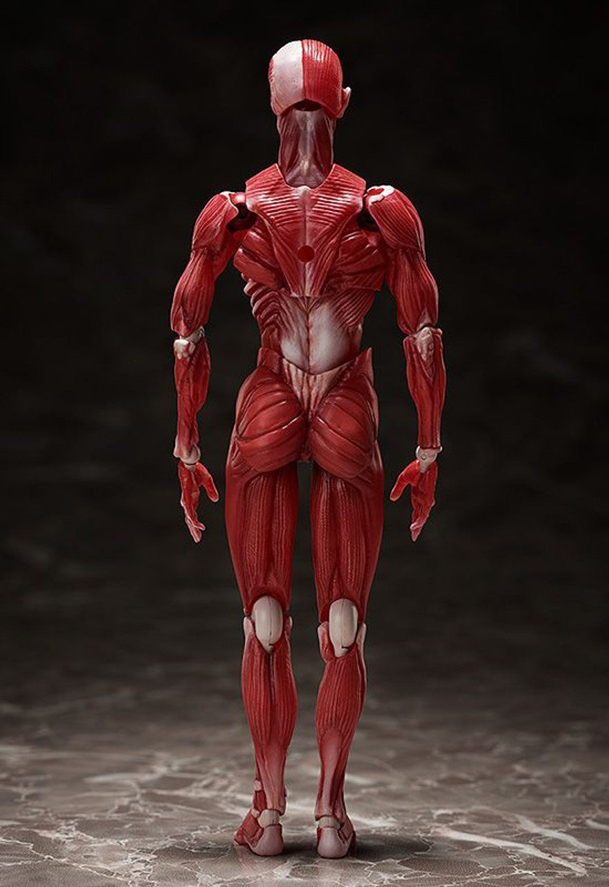 Good Smile Company [GoodSmile] figma Human Anatomical Model