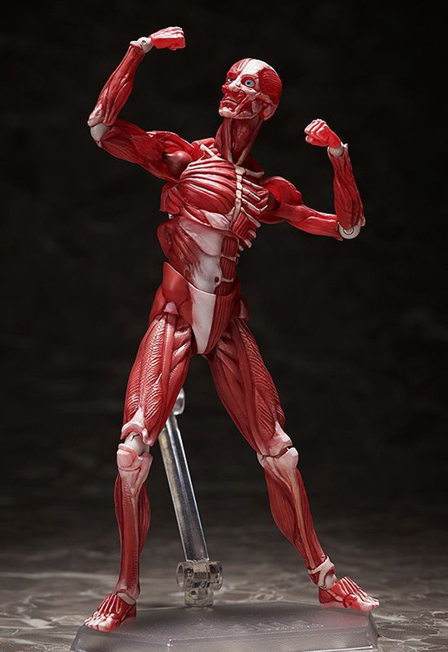 Good Smile Company [GoodSmile] figma Human Anatomical Model