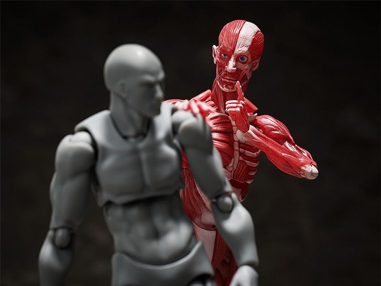 Good Smile Company [GoodSmile] figma Human Anatomical Model