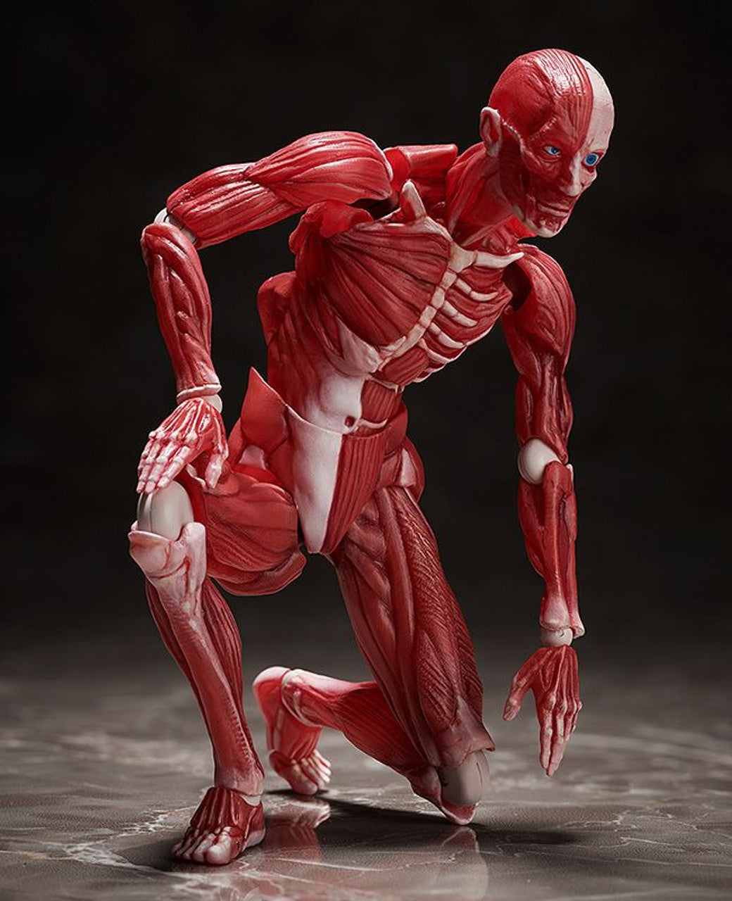 Good Smile Company [GoodSmile] figma Human Anatomical Model