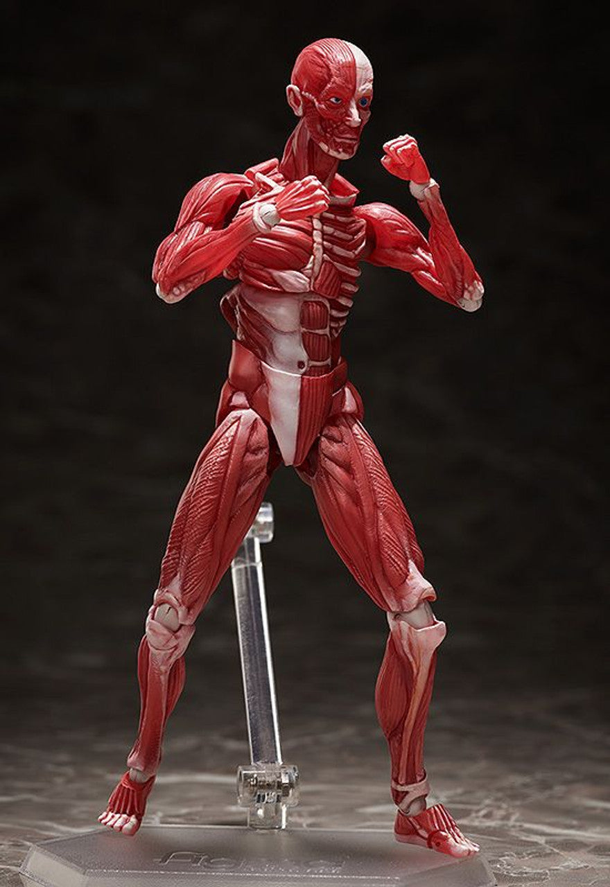 Good Smile Company [GoodSmile] figma Human Anatomical Model