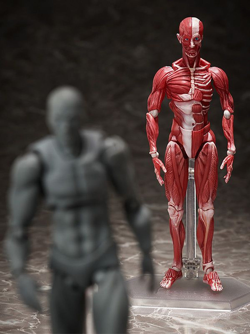 Good Smile Company [GoodSmile] figma Human Anatomical Model