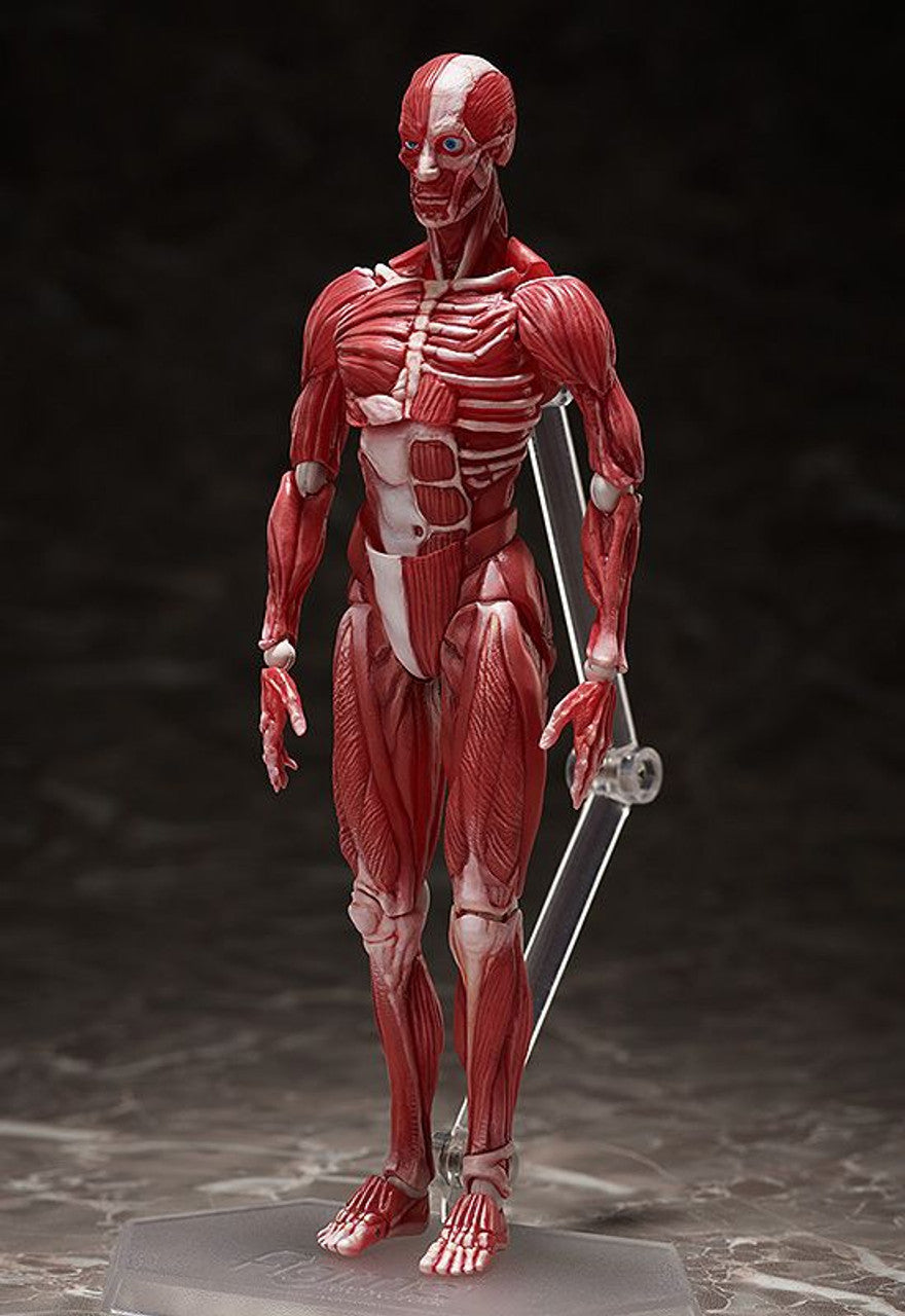 Good Smile Company [GoodSmile] figma Human Anatomical Model