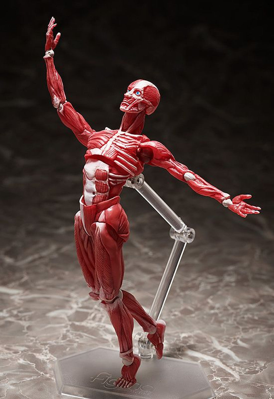 Good Smile Company [GoodSmile] figma Human Anatomical Model