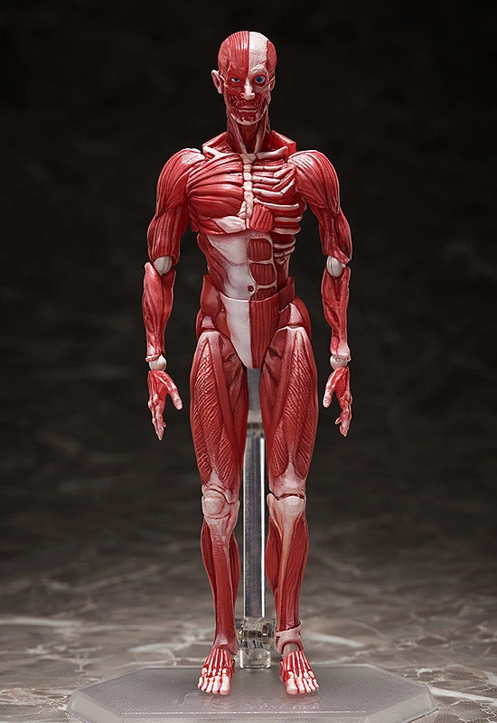 Good Smile Company [GoodSmile] figma Human Anatomical Model(4570001510427)(4570001510427)