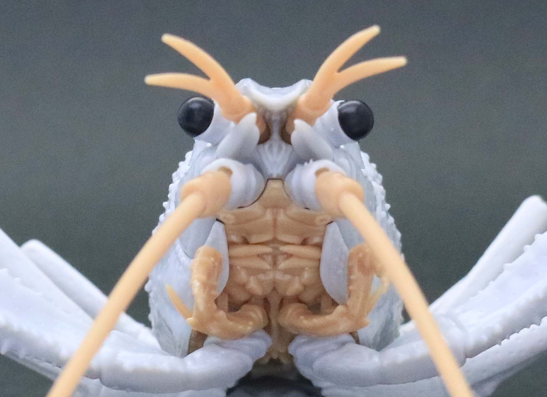 Fujimi Biology Research 24EX-2 Procambarus Clarkii / Louisiana Crawfish (White) Biology Edition