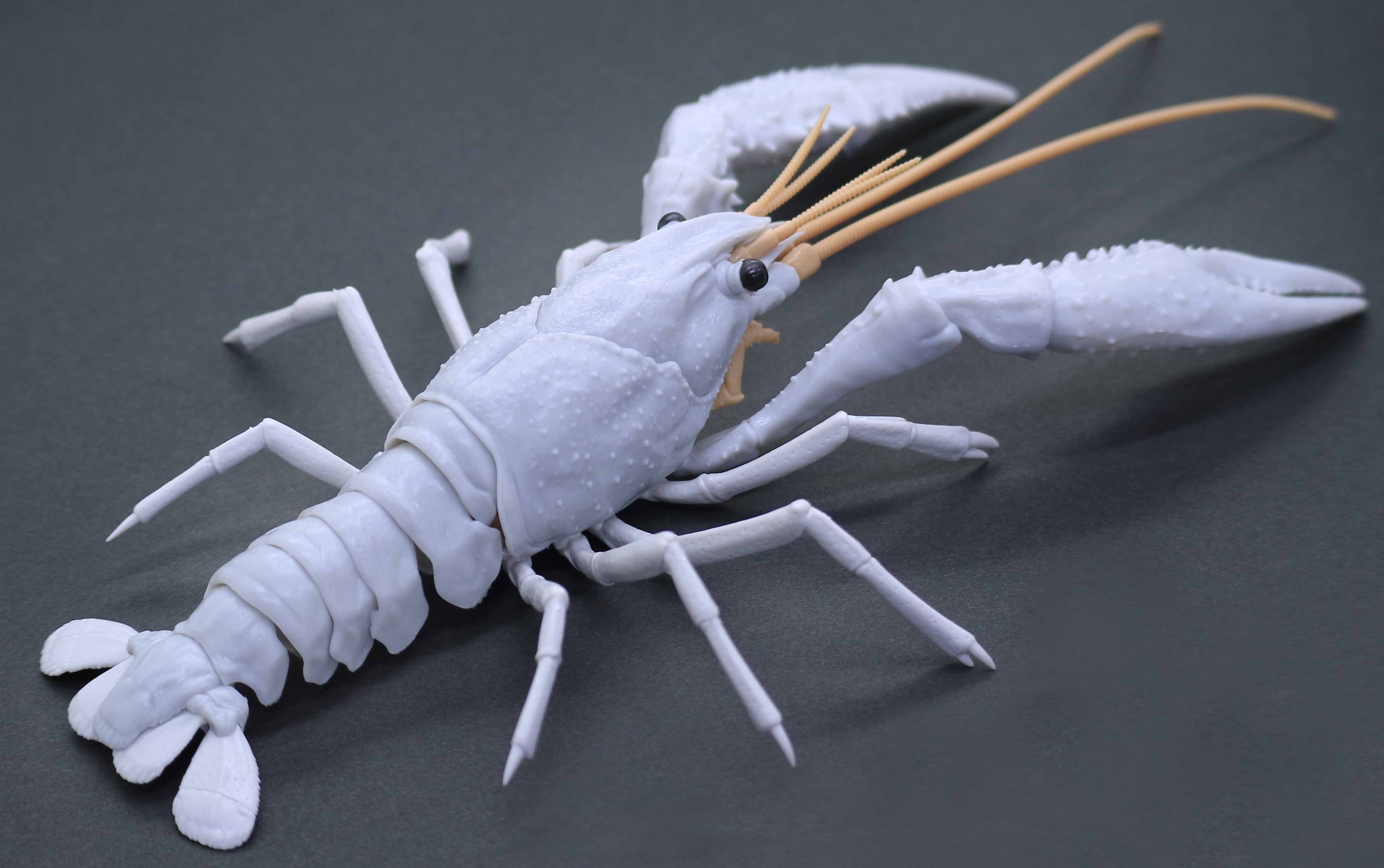 Fujimi Biology Research 24EX-2 Procambarus Clarkii / Louisiana Crawfish (White) Biology Edition