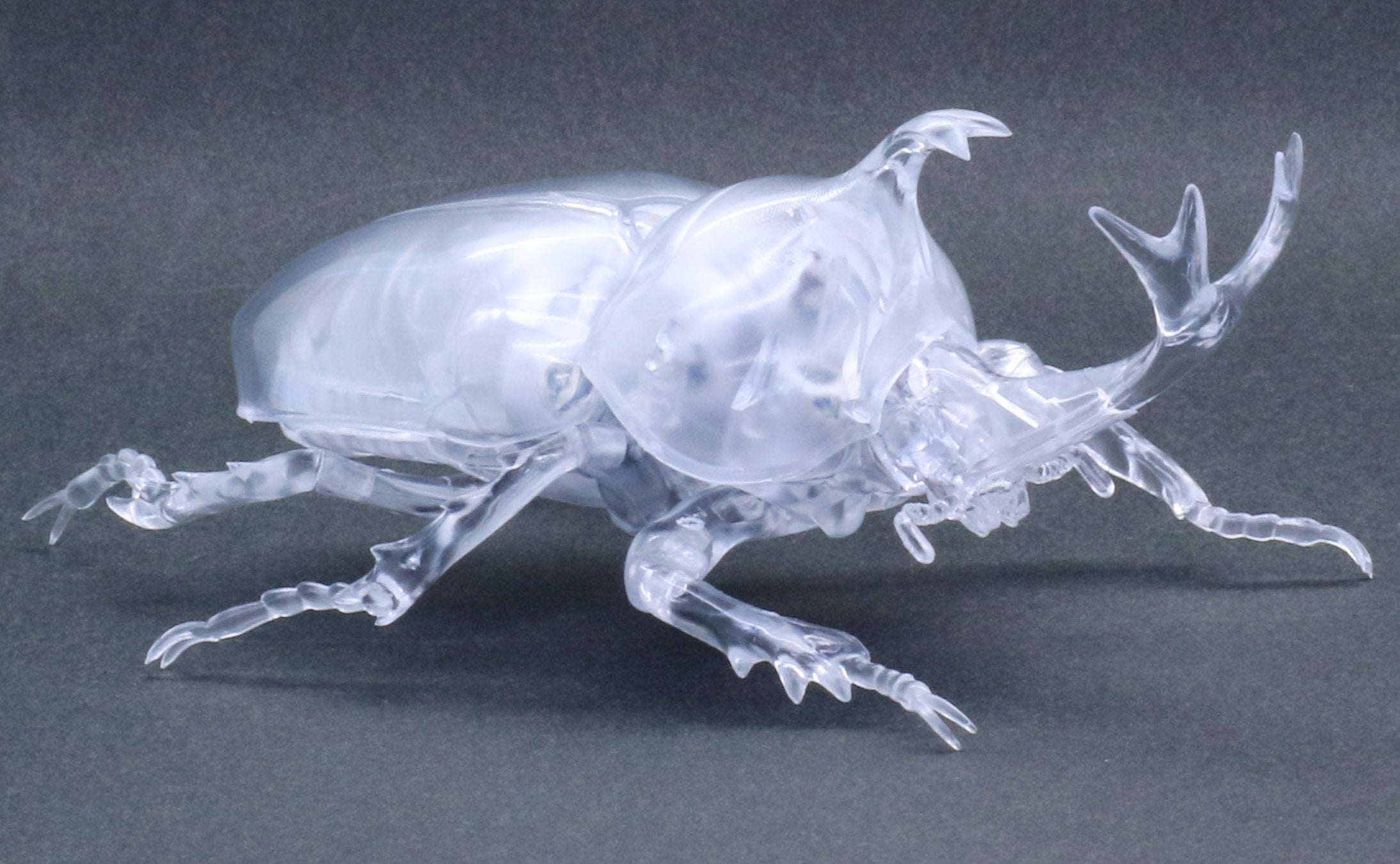 Fujimi Biology Edition Beetle (Clear)