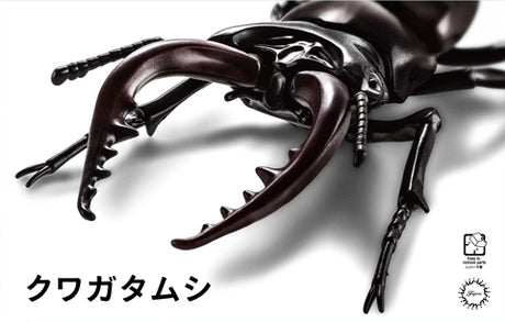 Fujimi Biology Edition Stag Beetle