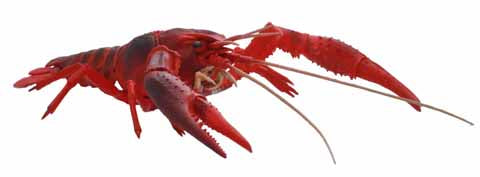 Fujimi Biology Edition Crayfish (Red)