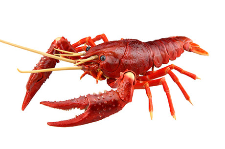 Fujimi Biology Edition Crayfish (Red)